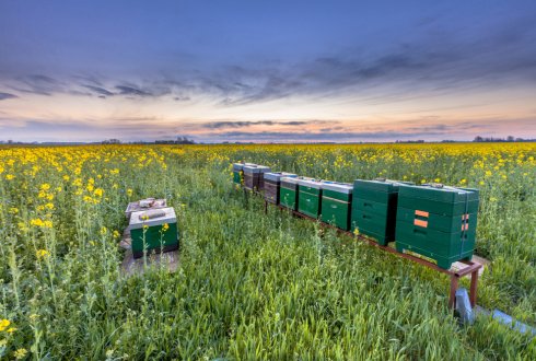 Deltaplan voor herstel biodiversiteit in Nederland gepresenteerd
 
Een brede maatschappelijke beweging heeft op 19 december in perscentrum Nieuwspoort in Den Haag hun aanpak voor natuurherstel in... 
groenehartmedia.info/deltaplan-voor…