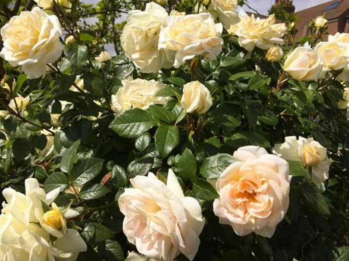 krishna82475's tweet photo. @nami_3535 Good morning honey 😘 https://t.co/sOEySmn8ds