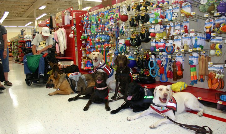 BobTusi's tweet photo. 2,Petco,the second big chain pet store in the world,they have more than 1550 stores in United States.🐱 https://t.co/CnFaKrDVYv