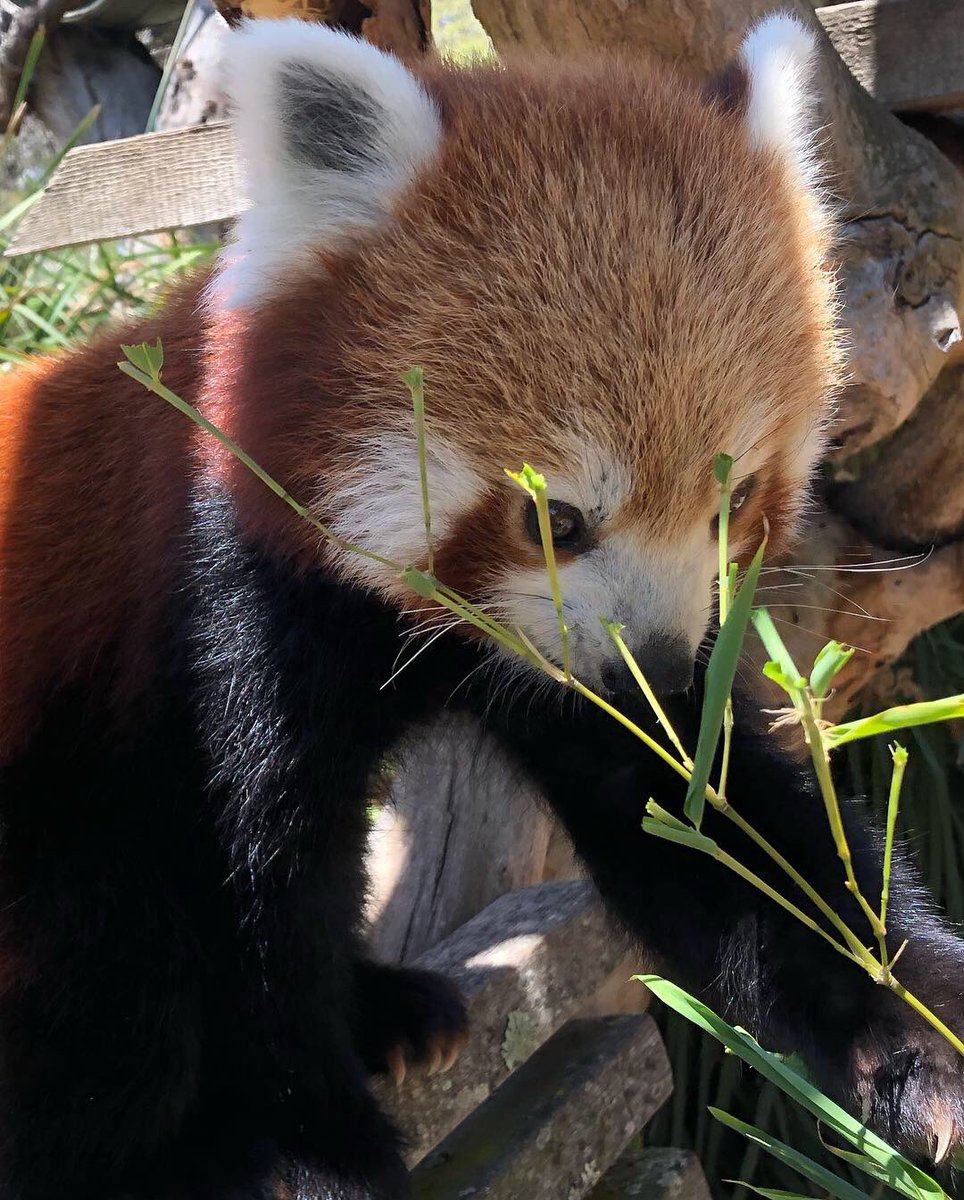 Meet my new mate Mohan the Red Panda 🔴🐼 #HallsGapZoo #RedPanda