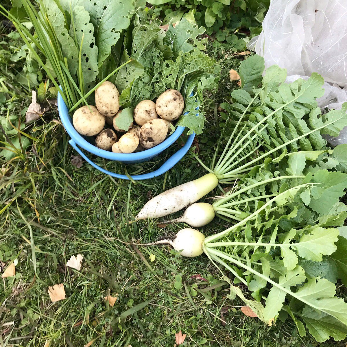 虫食い野菜 虫食い野菜