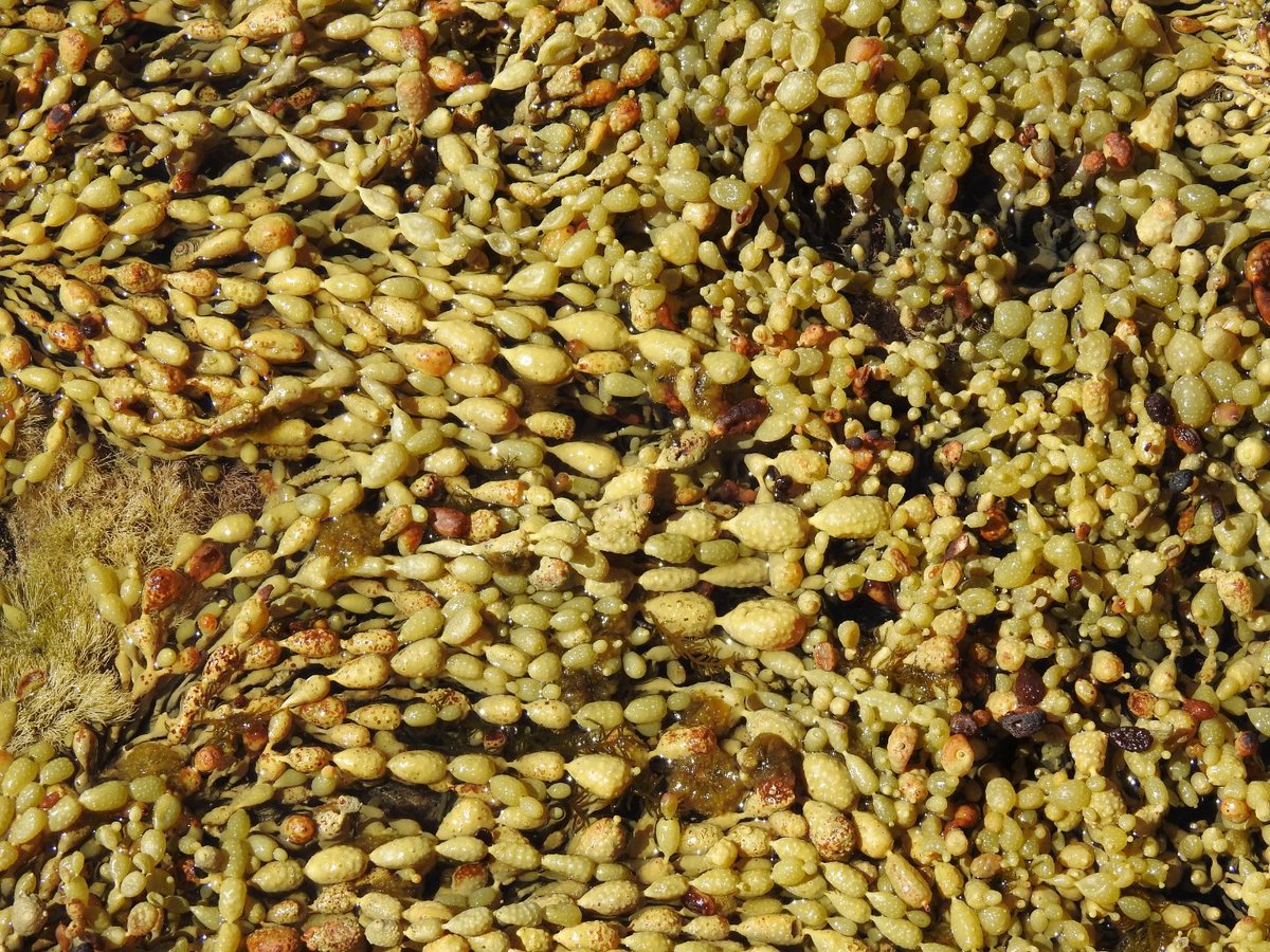 JacquiG_Author's tweet photo. Bubbly, fissured rocks and golden strands of seaweed at Kennett River.
#writerstillonholiday
#somuchinspiration
#searevival
#KennettRiver https://t.co/awGujntlXB
