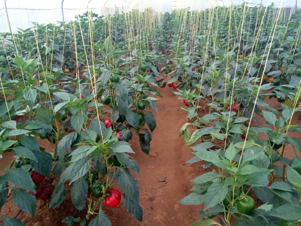 Good Agronomic Practices are baseline to insuring Nice production, We must always think about beauty and uniqueness of the farm to attract the market. #YEANCommunity on the right move towards transforming Subsitence Agr. to Market oriented farm works. #ProudToProduce. Join us