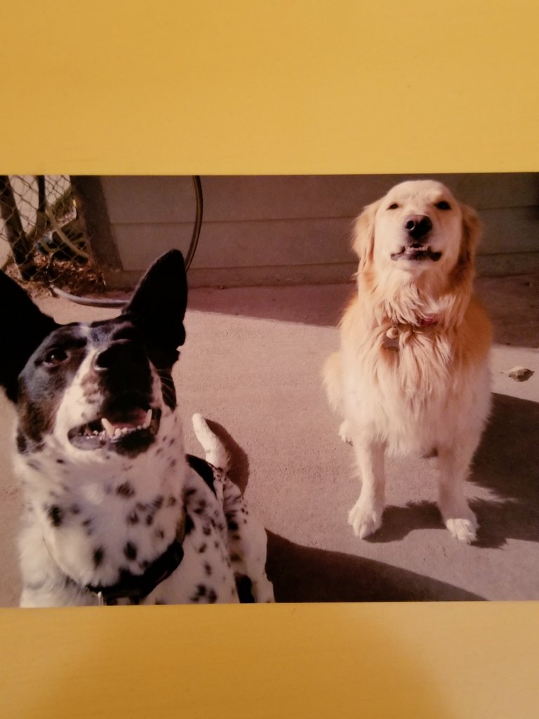 Scout and Miller enjoying daycare yesterday.