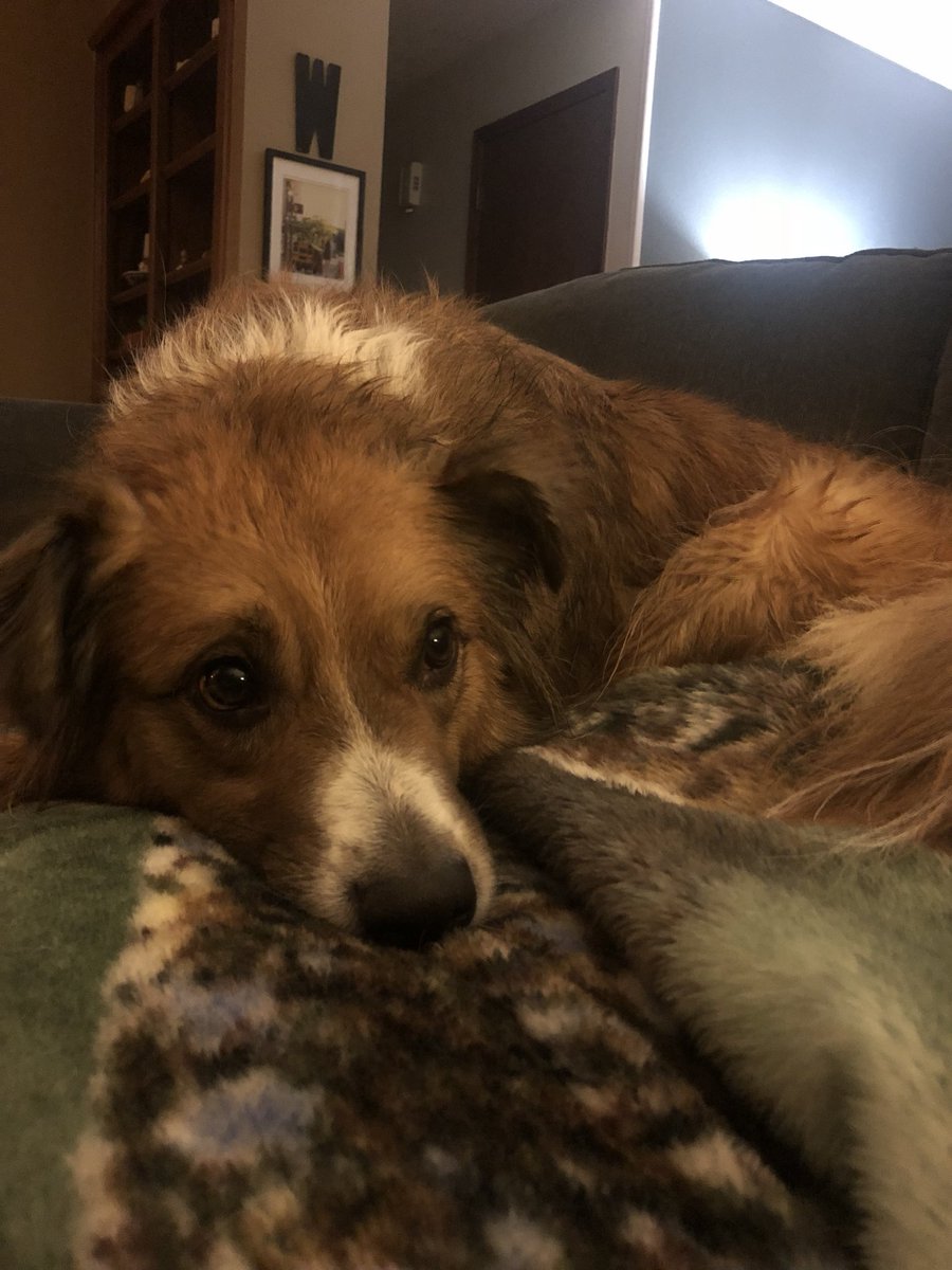 Leon_The_Dog's tweet photo. I had to take a bath.    Why?    It’s cold, I’m wet, this sucks.  #feelingdown https://t.co/a3mnEdtT2j