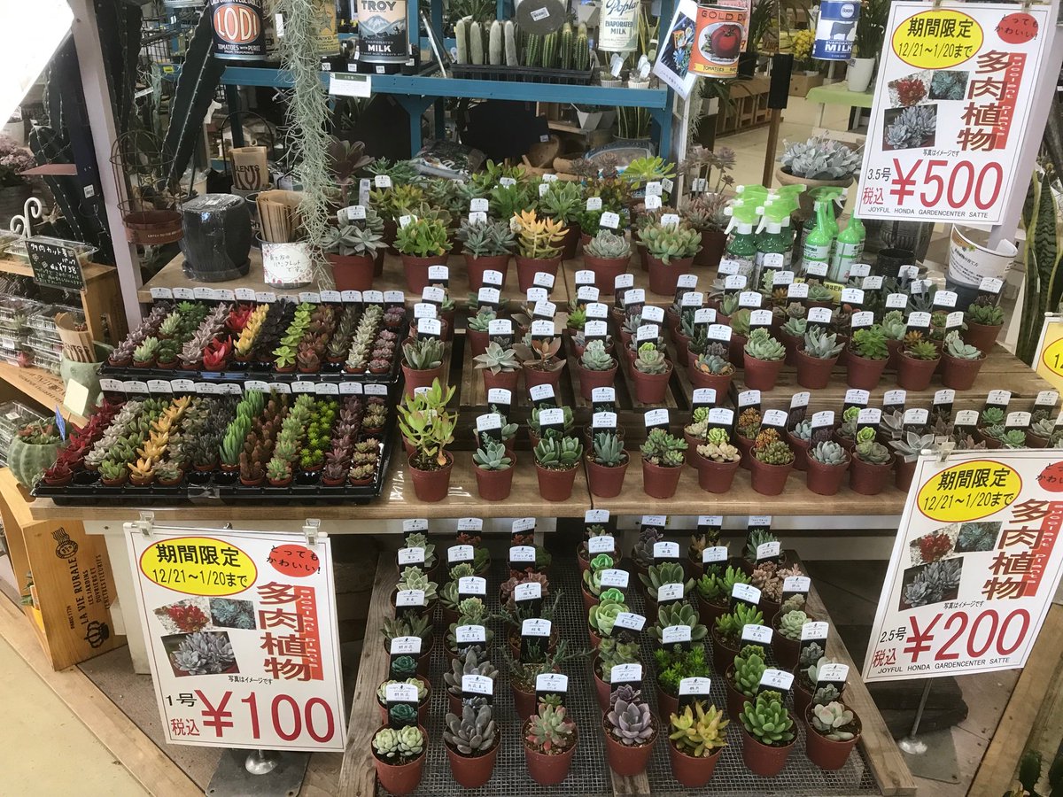 ジョイフル本田 ガーデンセンター 守谷店ガーデンセンター 多肉植物 サボテンが入荷 今回は多肉の寄せ植えにピッタリな ミニ多肉 も入荷してます 多肉植物 多肉狩り 多肉女子 カクトロコ