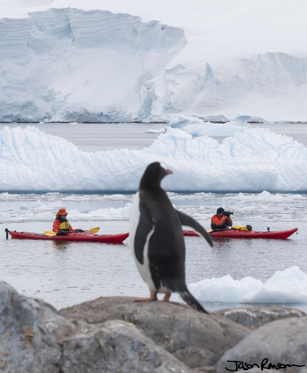A curious #gentoo #penguin watches kayakers float past bergy bits and growlers in #antarctica. - - - - #rcgsresolute #Antarctica #oneoceanexpeditions #welivetoexplore #natgeocreative #natgeo #nature #igcanada #kayaking #staywild #beautifulearth