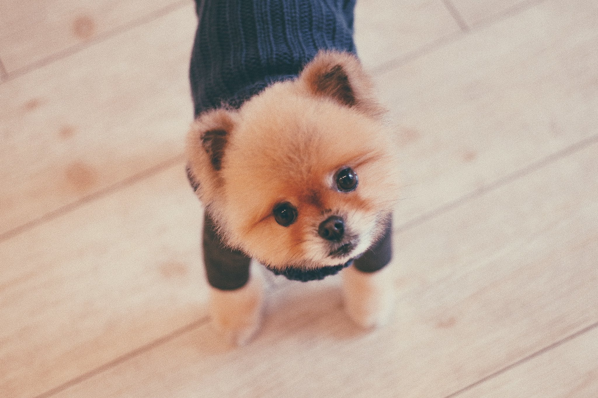 竹仲絵里 Eri Takenaka 散髪したよ 久しぶりに大好きなトリマーさんに会えて 鼻血出るほど嬉しかったワン ママはぼくのしっぽがクルクル回るのを タケコプター って言うんだ タケコプターが見れると ママも嬉しいんだって カメラ女子 赤ちゃんと