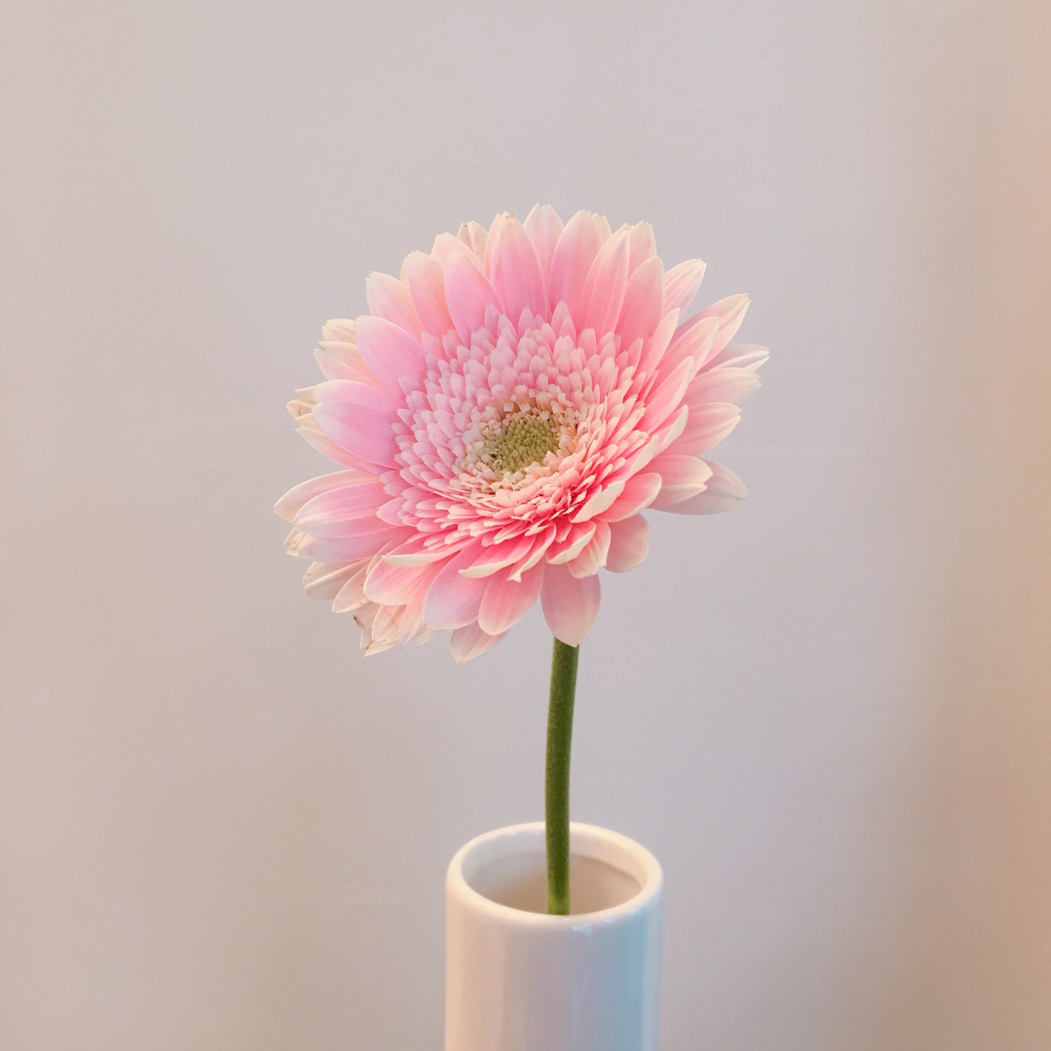 M O Twitterren こんにちは 先程 知人からガーベラの花を頂きました 嬉しい ガーベラの花言葉 希望 常に前進 ピンクのガーベラの花言葉 感謝 思いやり 私の大好きな花 ガーベラ 花言葉 プレゼント うれしい T Co Ld2j5z3hj5