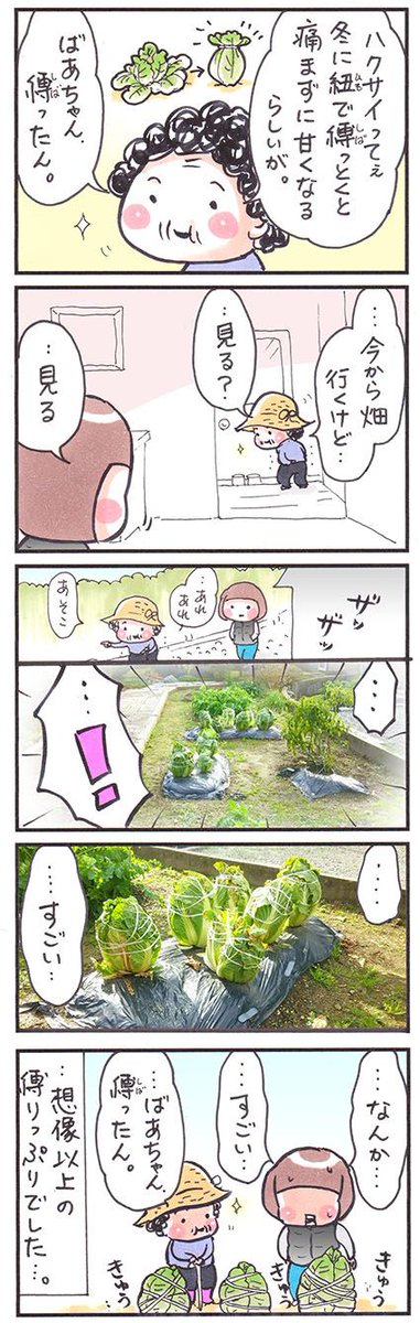 「白菜の越冬」
#漫画 #イラスト #エッセイ #四コマ漫画 
#家庭菜園 #白菜 #畑 #富山 