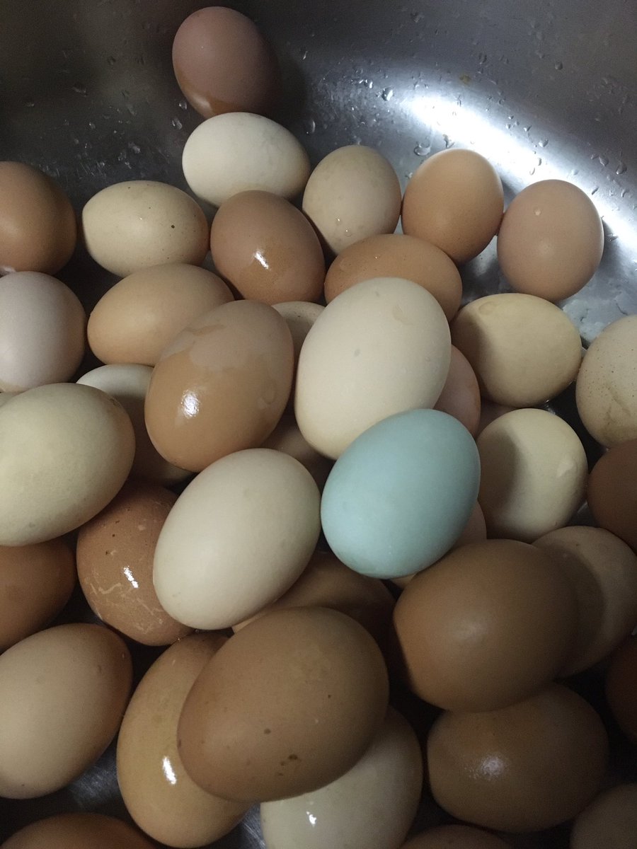 FarmsteadLife's tweet image. FOREVER AND A LIFE TIME!! Finally got our blue egg!! #FarmsteadLife #egggoals #crazychickenlady