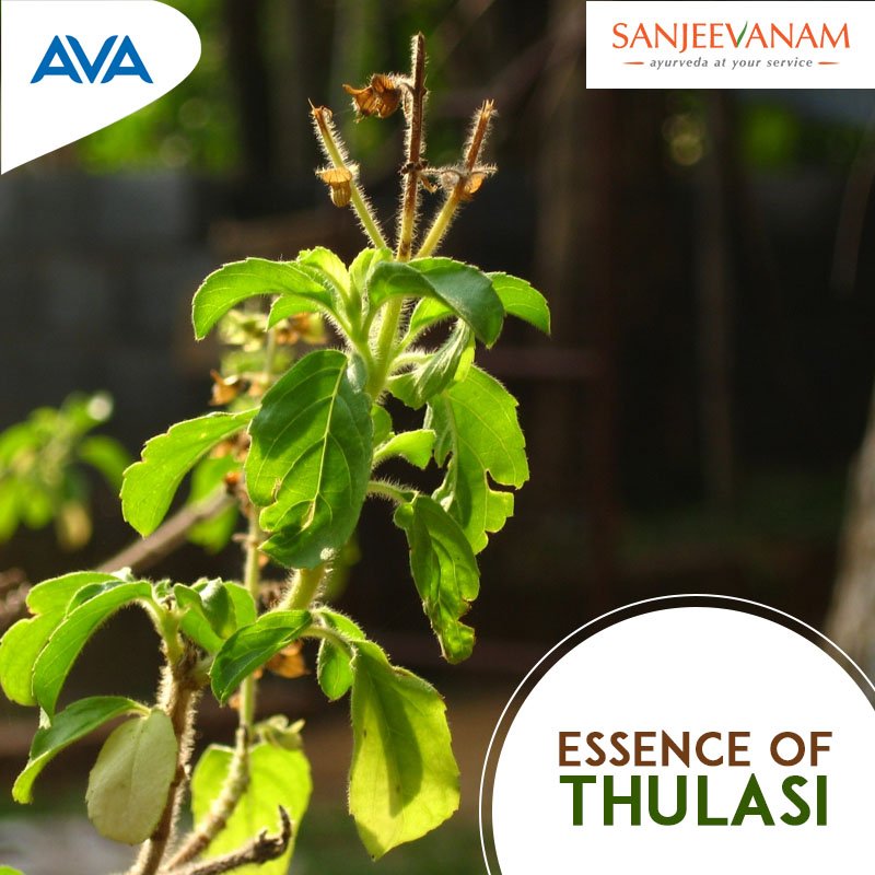 avacaregroup's tweet photo. Start your day the with Sanjeevanam Thulasi Coffee for a rejuvenated and refreshed beginning.

Buy now: https://t.co/n0UfTzIzJp

#AVACare #Coffee #Sanjeevanam https://t.co/d1wAwO6YCc