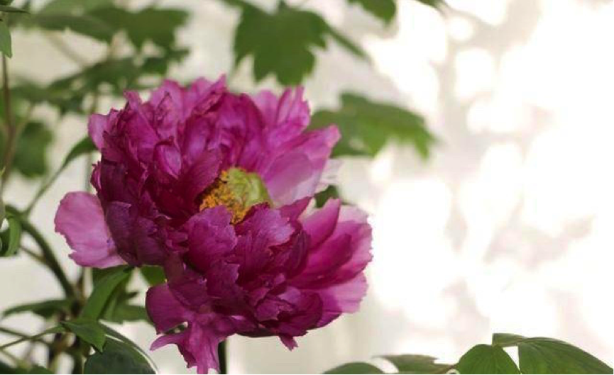VisitLuoyang's tweet photo. In the winter,the peony in the Luoyang Four Seasons Peony Garden is still in full bloom,giving people a sense of spring.There are pavilions ,stone paths, small bridges and other landscapes in the park,and the environment is beautiful.Come on and check it out. https://t.co/8EGahal9KC