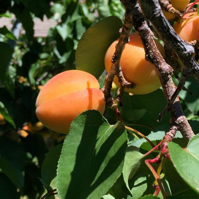 anthonyscottLD's tweet photo. They taste as good as they look! 🍑👌#growyourown #organic #apricots #freshfruit #fruit #trees #garden #backyard #getthembeforethebirdsdo https://t.co/KWf7K0R4Kz https://t.co/W8NfFB9VHR