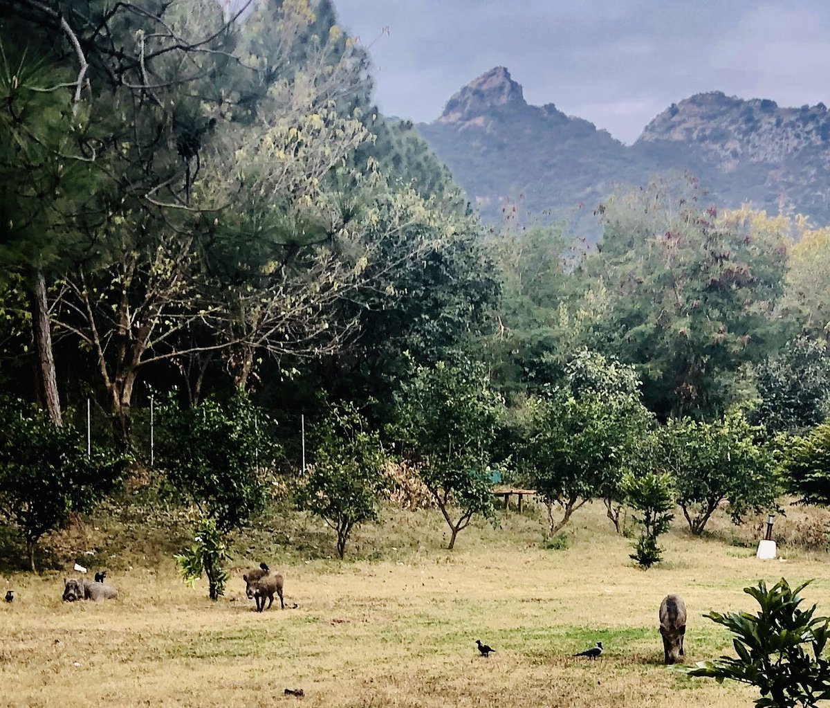 aminattock's tweet photo. Nothing like a morning walk in #MargallaNP after night rain - caught site of wild boars https://t.co/mN935JVe54