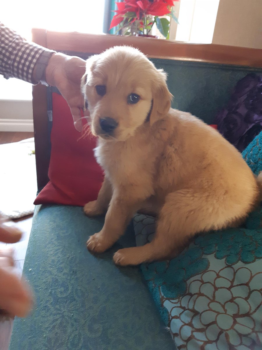 LisaGareyYYC's tweet photo. Having a #puppy is HARD. But when she looks like this, it's hard to be upset about it. #BabyGolden #QuitBitingMe #Go2SleepAlready https://t.co/PW8opCfqhR