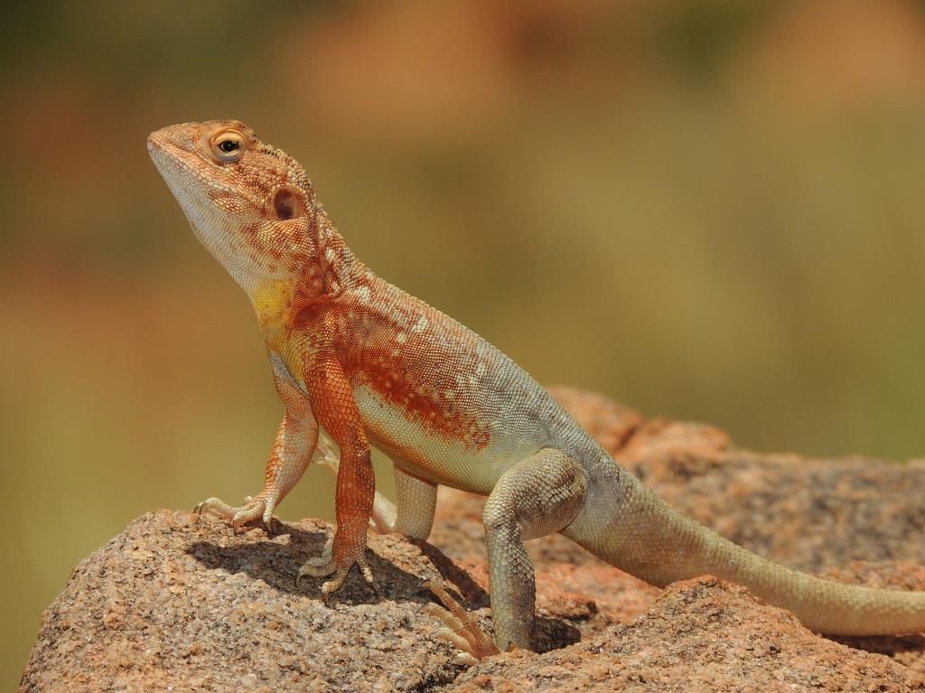 ecoaus's tweet photo. Fun #Fact Friday: The #Ringtailed #Dragon communicates via head-bobbing, doing vigorous push-ups and displaying their throat and chest. They can also run high speed on their hind legs with a pedaling motion.
Captured in Alice Springs by Lachlan Copeland from our Coffs office https://t.co/zYIqldJAe9