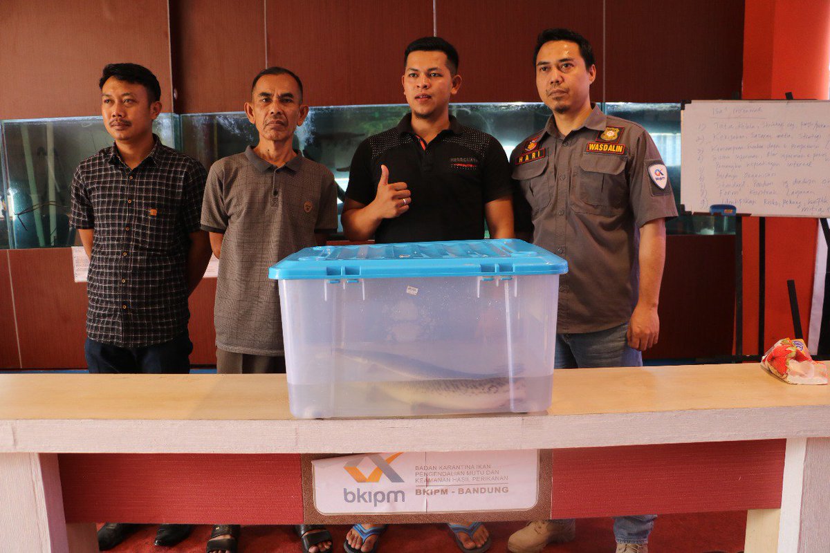 bppmhkpbandung's tweet photo. Satu lagi masyarakat yg sadar akan bahayanya memelihara ikan yg dilarang dipelihara. Contoh masyarakat yg memiliki akal sehat dan peduli lingkungan perairan. Ayo bebaskan perairan kita dr ikan2 invasif dan berbahaya. Klo bukan kita, siapa lagi? @kkpgoid @HumasBKIPM @Puskari_BKIPM https://t.co/tdbLloF5IH