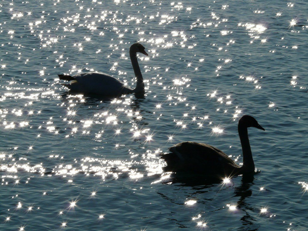 PEXPlus's tweet photo. All the swans in England are property of the Queen. 
Image Courtesy Swans by Hans
#Friday #Funfact #Travel https://t.co/Ed0RzAQgQb