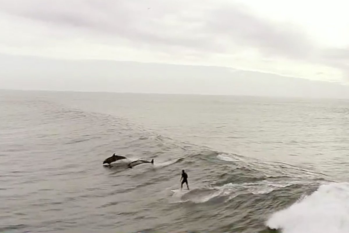 Surfline tweet media