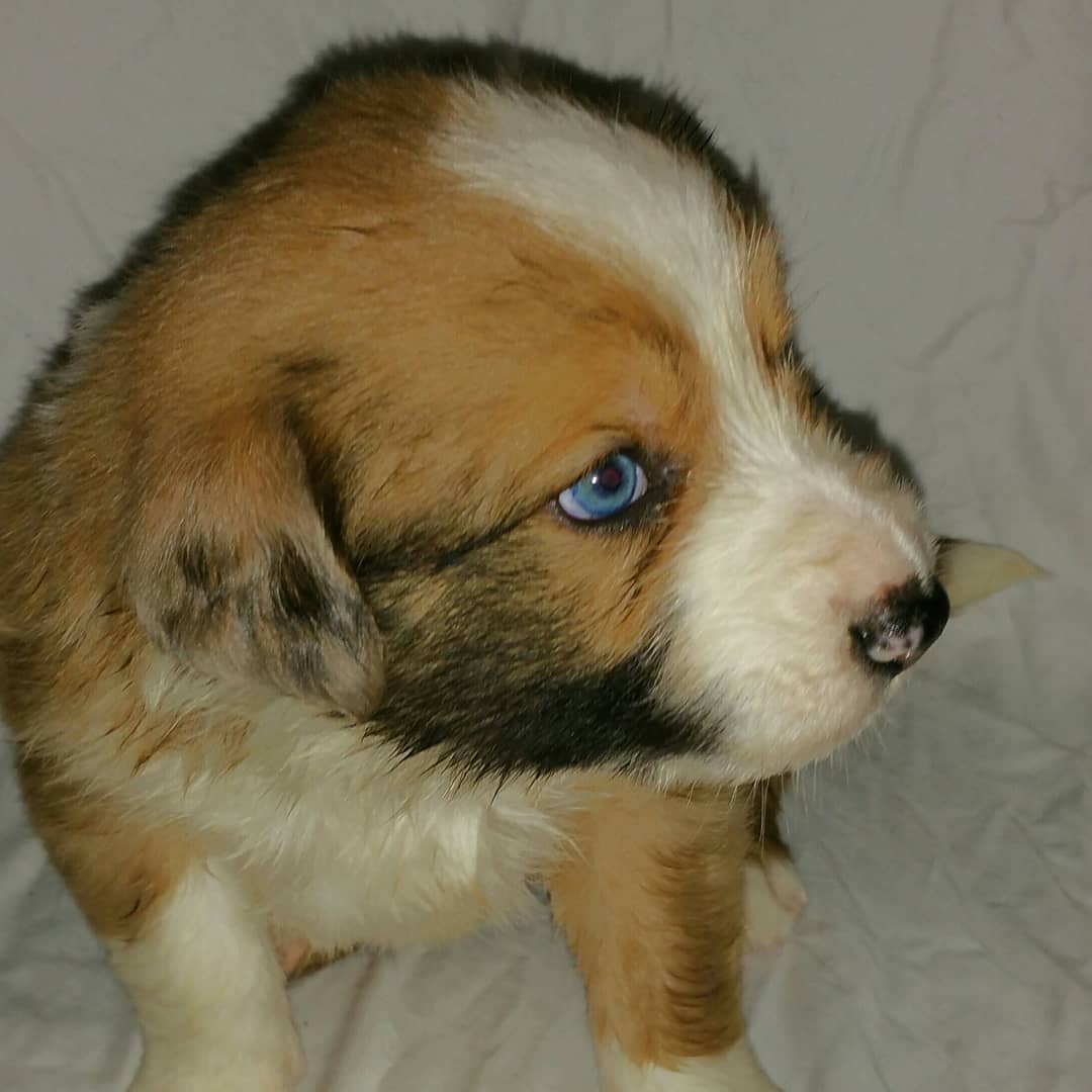 tgritts's tweet image. These little pups been keeping me busy for the last month.