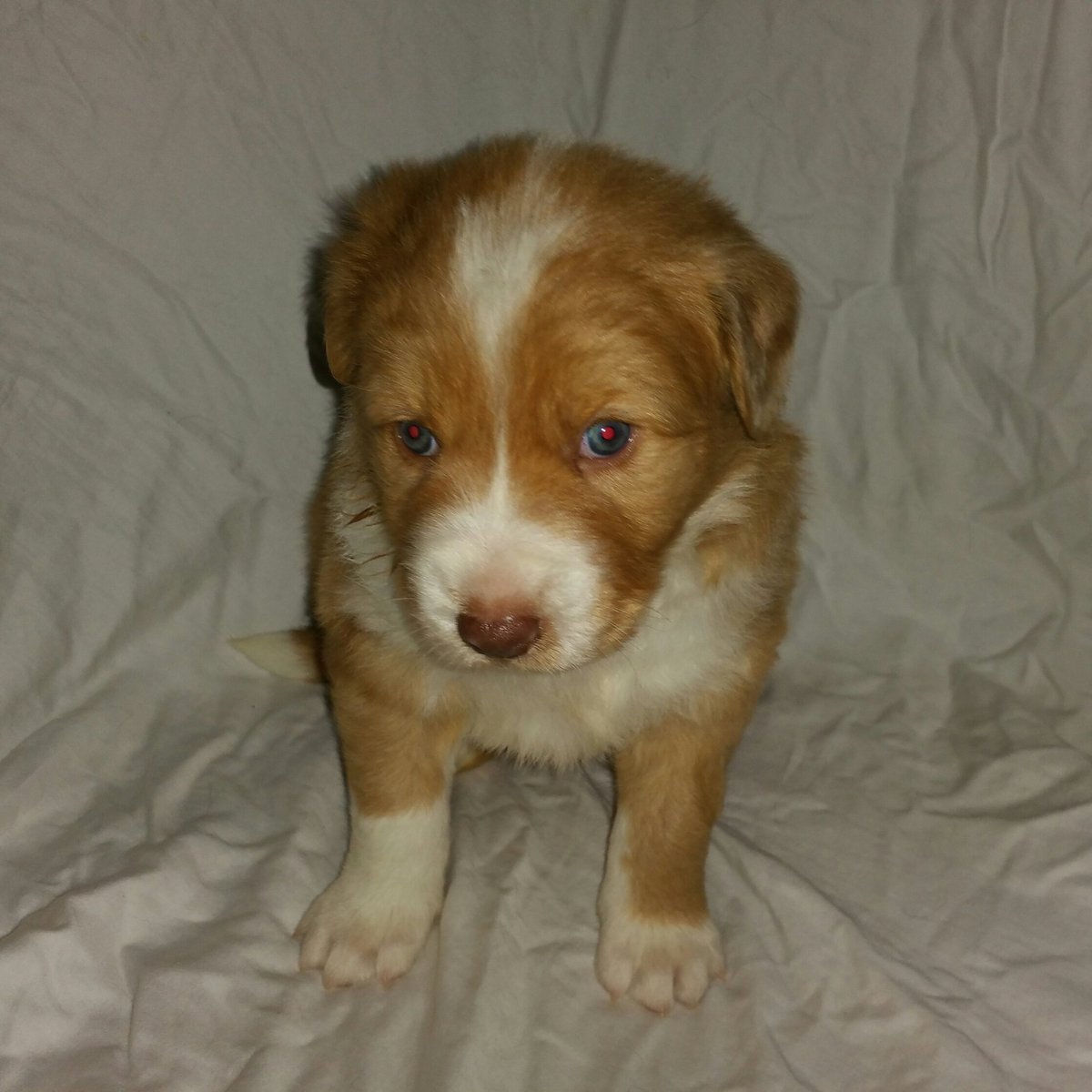 tgritts's tweet image. These little pups been keeping me busy for the last month.