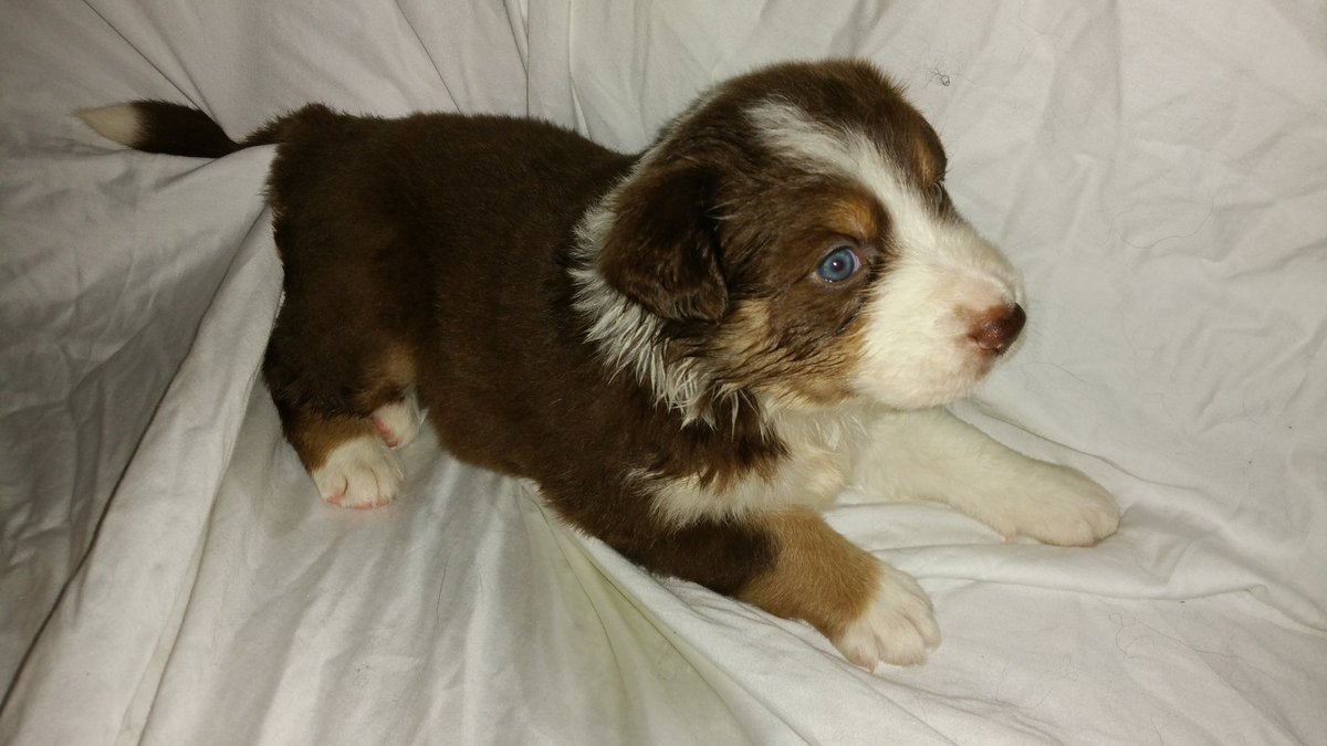 tgritts's tweet image. These little pups been keeping me busy for the last month.