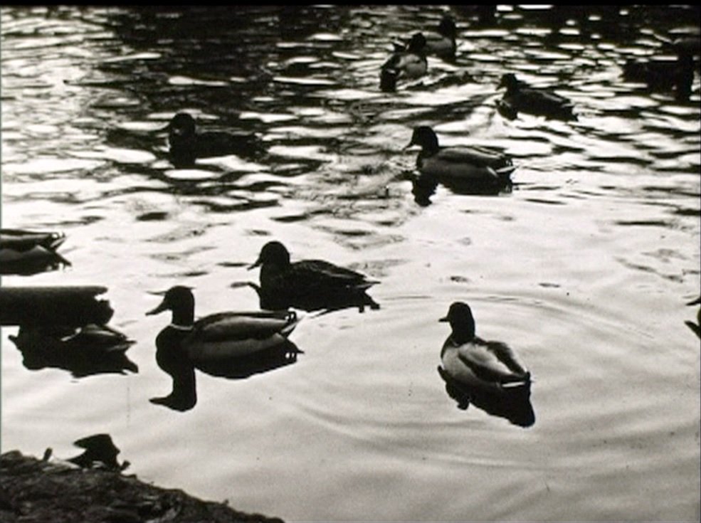 Entering the battlefield with these ducks in our homemovies' collection #twitterbattle #museums #duck #duckpics <a href="/TheMERL/">The Museum of English Rural Life</a>