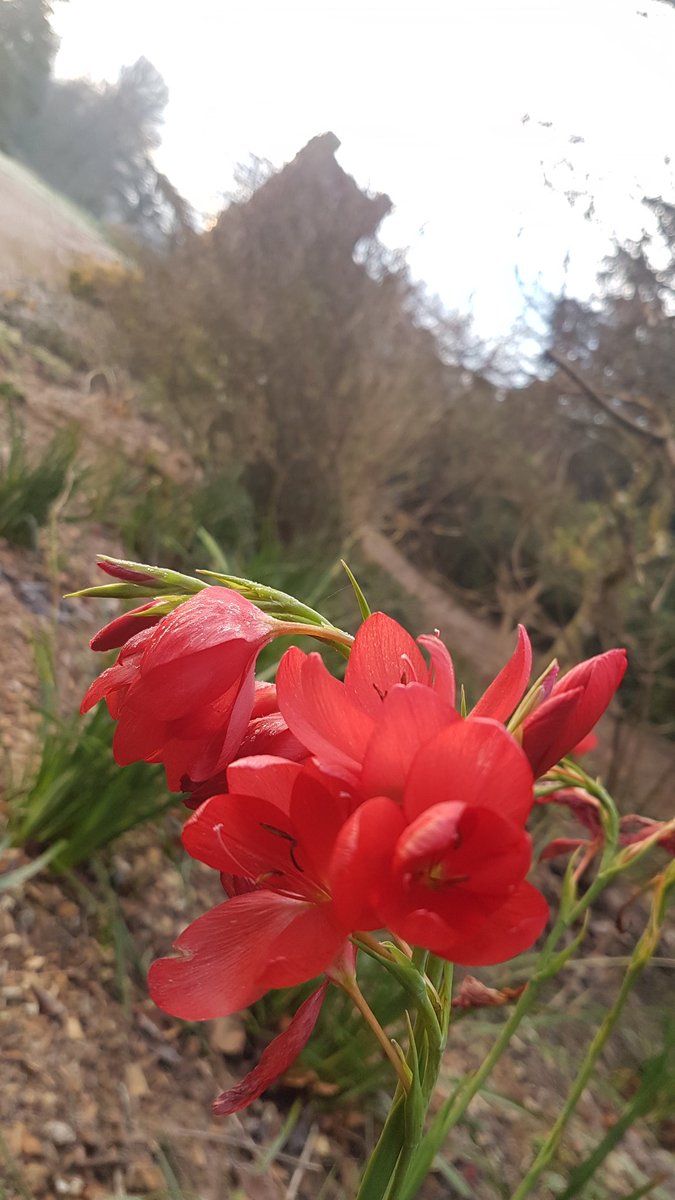 Hesperantha 'major' still has bright red blooms into January #horticulture #flowers #garden #gardening #FridayMotivation #FridayThoughts #dorset #visitdorset #visitwestdorset