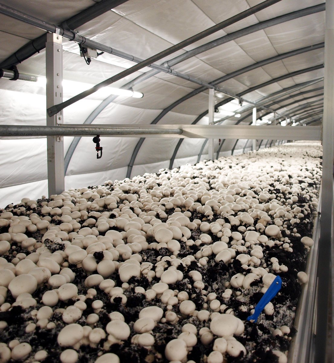 gs_mts's tweet photo. We recently caught up with James Meers, Commercial Director of G’s Fresh Mushrooms. Click here to find out what’s been going on at our Mushroom Farm!  https://t.co/BotLU6Q3E2 https://t.co/yzjKPWfINS