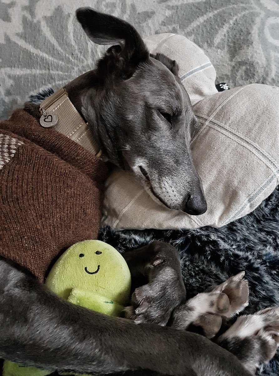 Isis_Whippet's tweet image. It's a hard life #makingdo