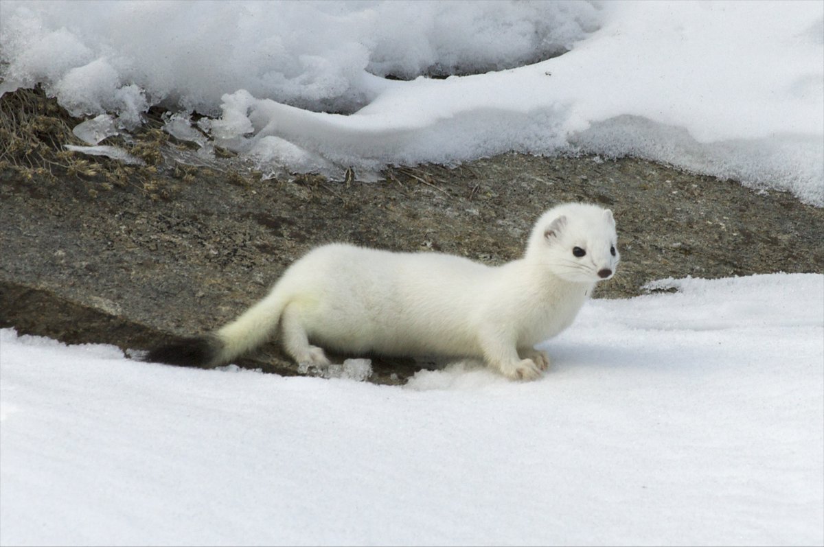 L'#ermellino, che nel corso dell'anno ha il dorso marrone-rossastro ed il ventre #bianco, in #inverno diventa interamente di questo colore a parte la punta della coda che è nera
➡️pngp.it/natura-e-ricer…
📷Davide Grimoldi
