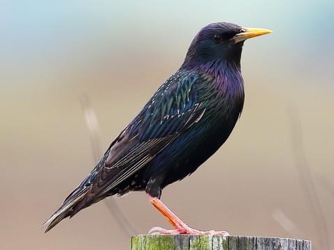 AnneatSaveMe's tweet image. The latest threat to British farmers? Apparently starlings are &quot;a serious threat to livestock&quot; according to Natural England who have issued licences to cull them. 
This trigger happy solution to kill any wildlife that dares to interact with us has to stop
ow.ly/CtJV30ncOQK
