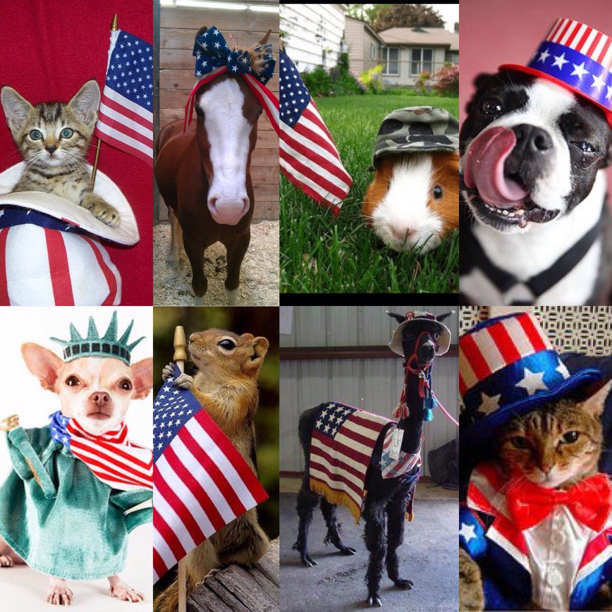 bozescience's tweet photo. Getting dressed for our "4th of July in January" activity night is like... #patriotic #brrritscoldoutside https://t.co/NxLcNBUEVD