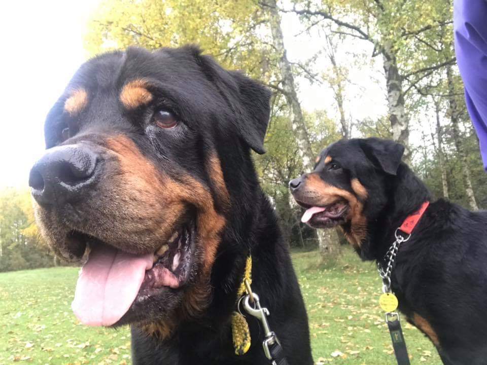 #goodmorningbritain #GoodMorningTwitterland 
Wishing you all a fantastic day from all at <a href="/DunroaminK9/">Dunroamin K9 Rescue</a>.