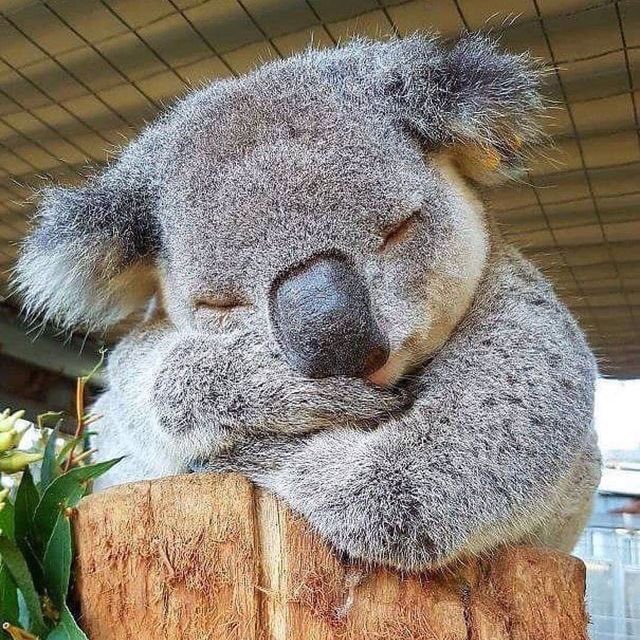 pollson's tweet photo. @HBW69 @KateMugs @MadsOutdoors @EquestrianPR Oooooo that's smart!
Just when you thought we were running out of cute ... And I through a cuddly koala down too https://t.co/0L6nZRWRSL