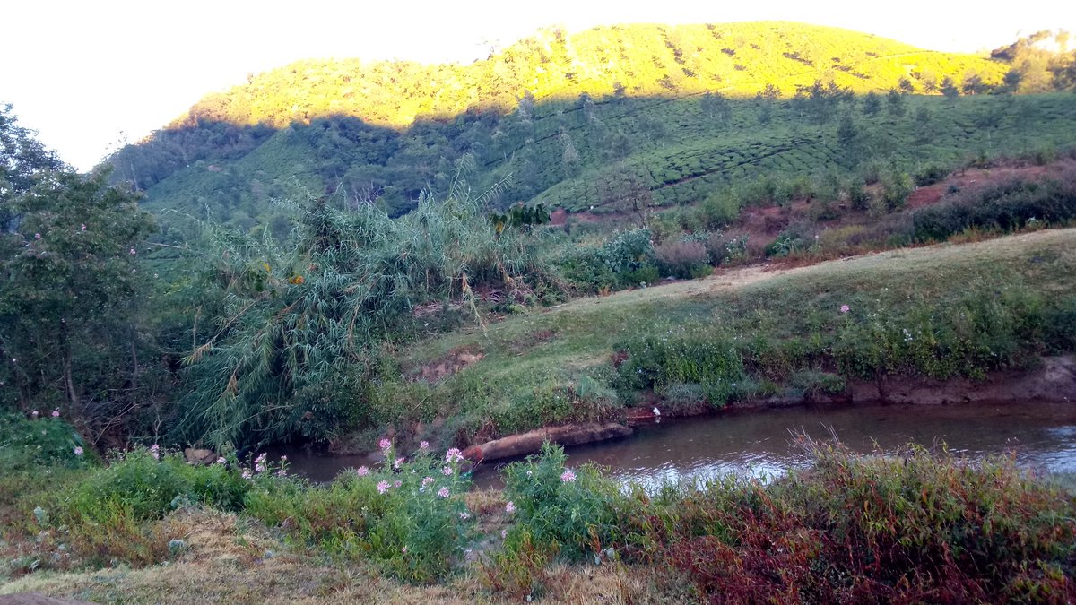 LathikaThomas's tweet photo. Freezing ..Munnar.. https://t.co/jJHL91hRDq