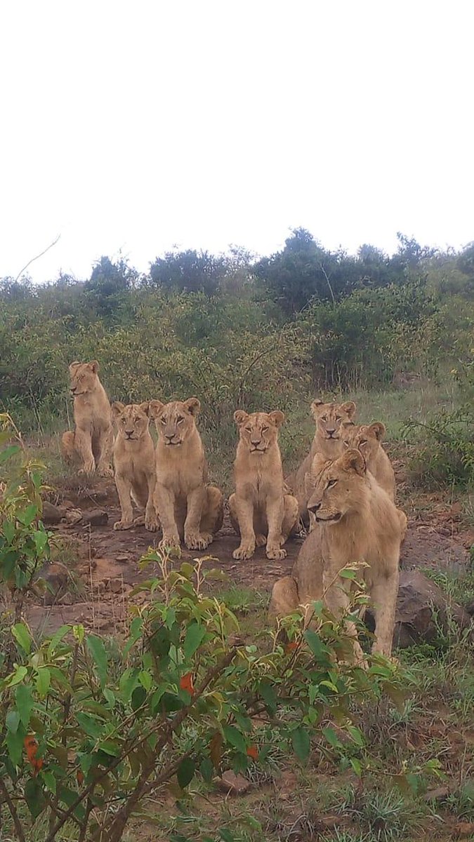 KWSKenya tweet picture