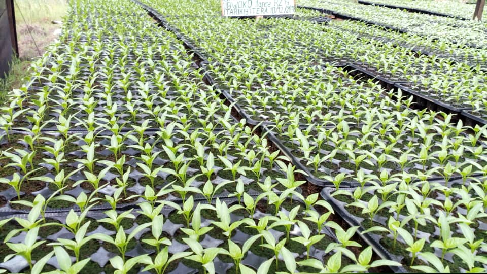 Farmers are grateful for the consultancy provided by HoReCo’s agronomists and the productivity right now is at a satisfactory level of performance in quantity and quality,@RwandaAgri ,@RwandaAgriBoard ,@RwandAgriExport ,@IrakozeAlex ,@HollandGreentec ,@SEAD_Rwanda