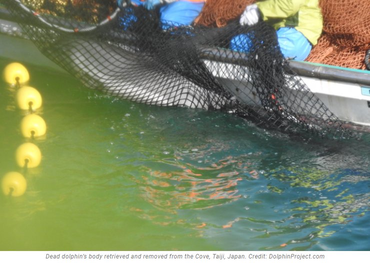 JazzyDolphin's tweet photo. #Taiji maintains dolphin hunts are ethical, sustainable even. Yet over the years we see a drop in dolphins passing the waters of Wakayama Prefecture, The truth is #Taiji have exploited species to the brink. #OpKillingBay https://t.co/i73sbmOhuV