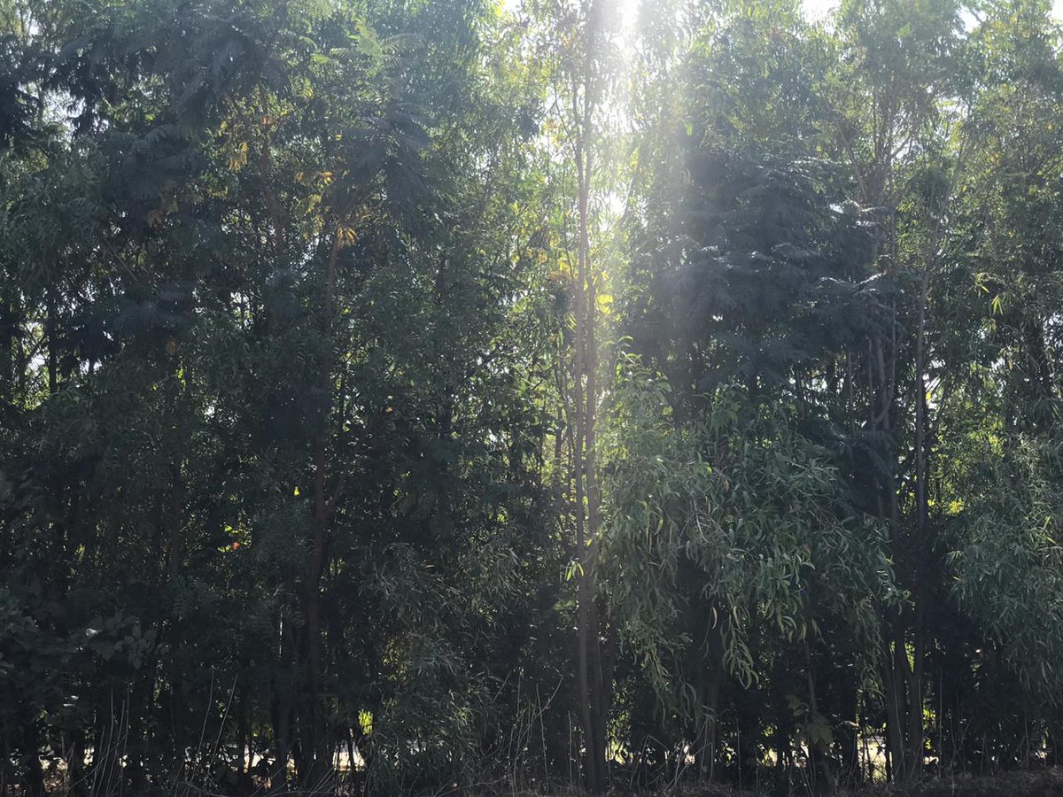 AcaciaEco's tweet photo. Who needs a brick wall when you can have a green wall?! ๐ #Forest #climatechange #ClimateAction #thinklandscape #miyawaki #MiyawakiForest #forests4climate #Forestation #Ahmedabad #India #GreenIndia #SwachhAmdavad #ClimateHope #ForgottenSolution https://t.co/chZXbNAXRd