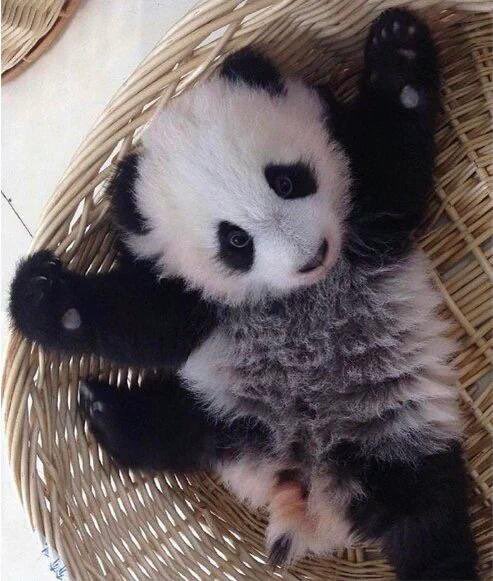 Woohoo! It’s Friday!
#cute #Pandas
