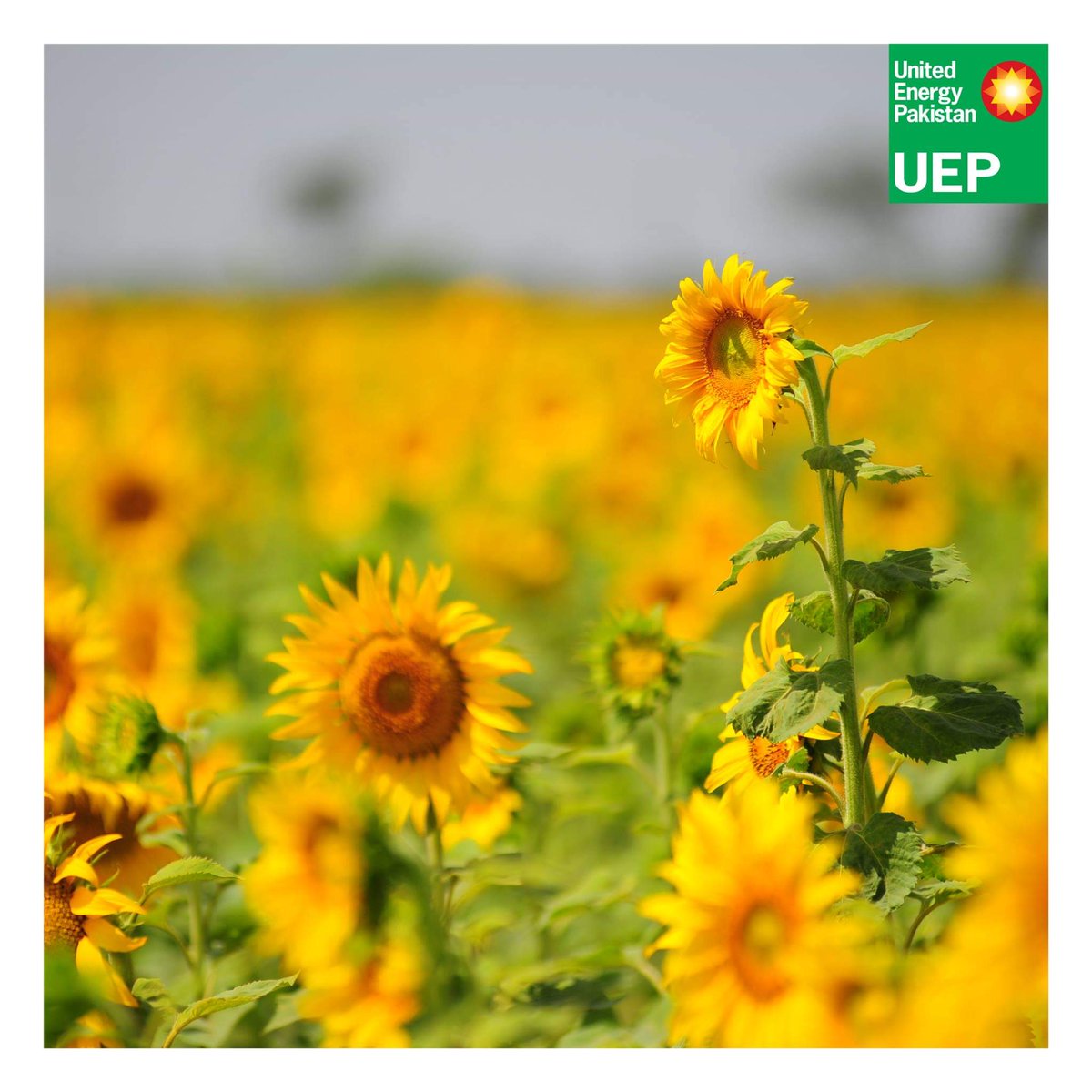 UnitedEnergyPak's tweet photo. Sunflowers blooming at a site near UEP's field facilities.

#UEP #Environment #Safety https://t.co/ATWN52DXGI