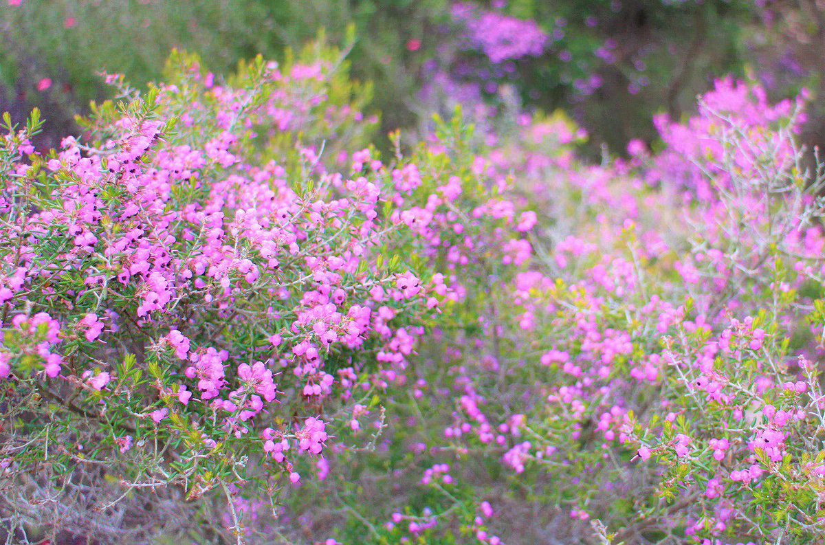 ট ইট র 横須賀市 観光 くりはま花の国園内のツバキ園では 黒龍 フラワーガール が綺麗に咲いております また 四季の花壇では ギョリュウバイ と ソシンロウバイ が咲き始め ジャノメエリカ が見頃となっています ぜひ ご覧ください
