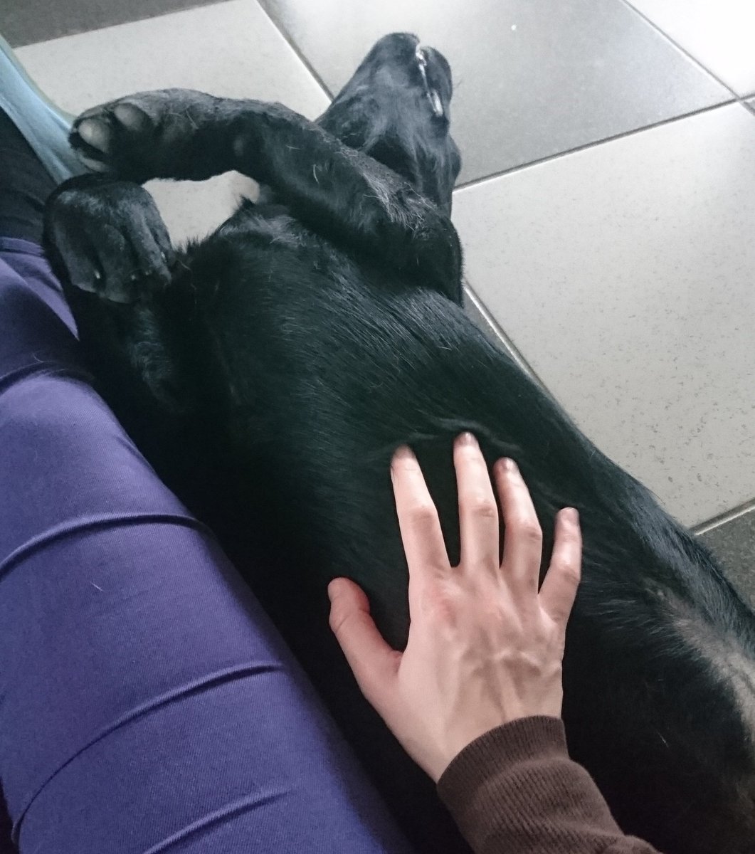 FuturChienGuide's tweet photo. Même pendant les câlins, le petit Onyl des @chienguideparis finissait souvent les quatre pattes en l'air 😍
#chienguide #chiensguides #chiensguidesparis #chienguidedaveugle #LesChiensGuidesCEstWouf #guidedog #guidedogs #labrador #labofinsta #laboftheday #blacklab #OnylChienGuide https://t.co/8toTrrQByh