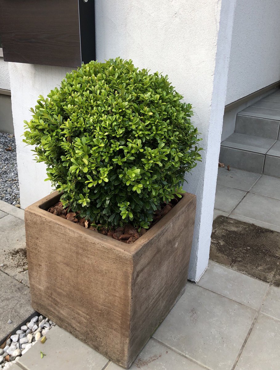 Eastgarden Ar Twitter お家の玄関アプローチに常緑のグリーン でステキにお出迎え 球体でとってもかわいいし 真冬でも落葉せず緑のままです Matsumoto 松本 イーストガーデンの常緑樹 かわいい 人気 イーストガーデンデコ 観葉植物専門店 屋外の木 Eastgarden Ar Twitter お家の玄関アプローチに常緑のグリーン でステキにお出迎え 球体でとってもかわいいし 真冬でも落葉せず緑のままです Matsumoto 松本 イーストガーデンの常緑樹 かわいい 人気 イーストガーデンデコ 観葉植物専門店 屋外の木