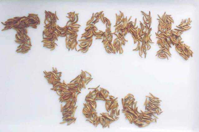 Livinfarms's tweet image. Shooting for the Stars, landing on the Moon! 🐛🌳 More than 70.000 USD and more than 500 backers for a worm box that might just save the world 😉 !!! And it continues: you can pre-order the Hive Explorer for a special discount here:  bit.ly/hive2shop