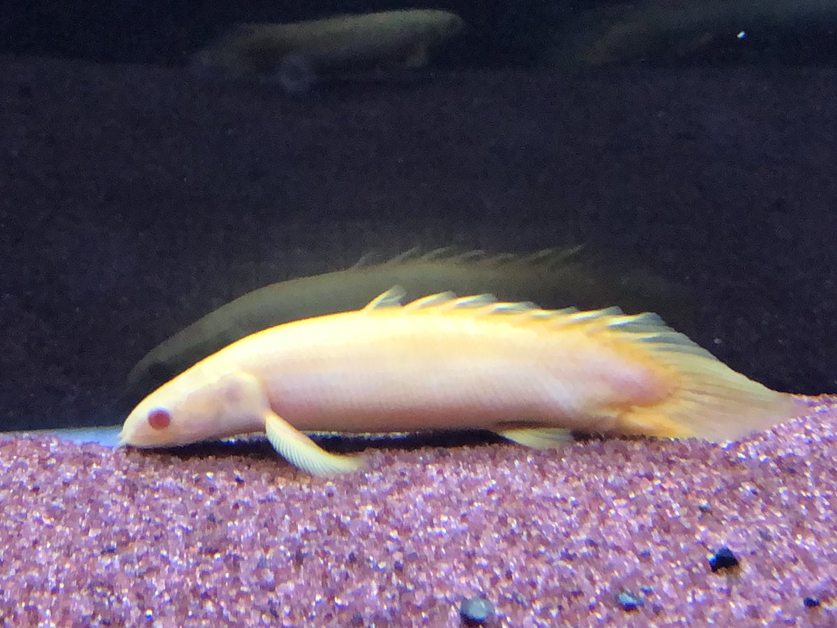 アルビノセネガルス