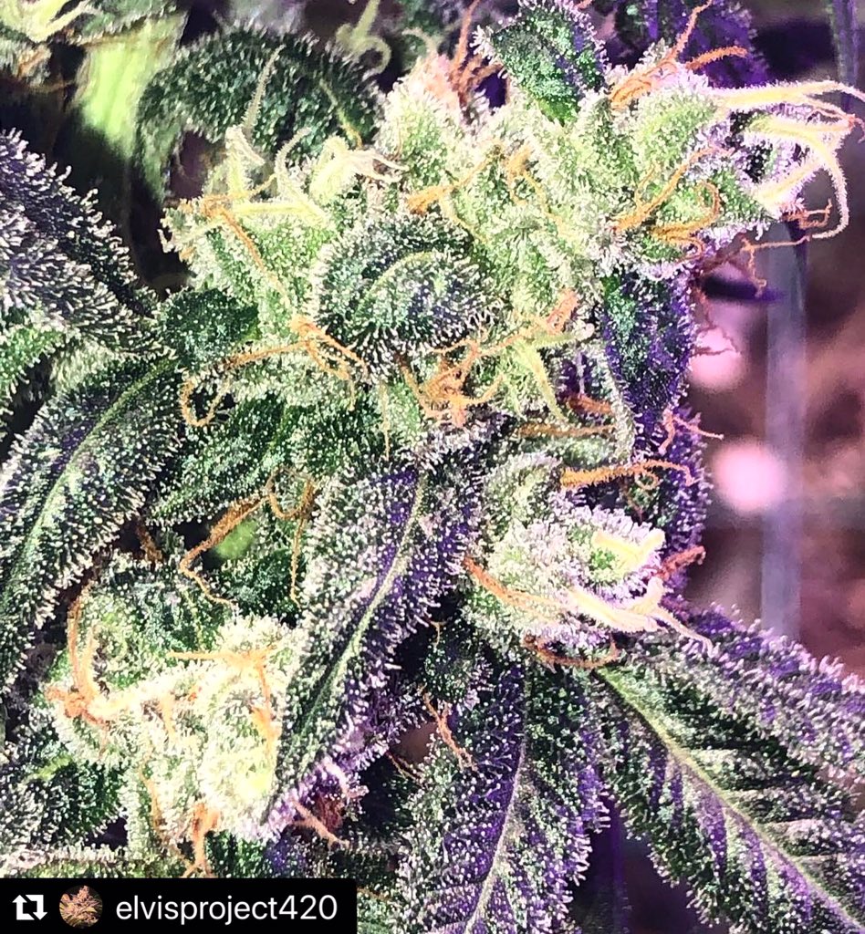 RareDankness's tweet photo. #Repost @elvisproject420 with @make_repost
・・・
some Dark Ghost Train Haze  looking all sexy at day 66, she by far the healthiest plant in my tent. #raredankness #darkghosttrainhaze #raredanknessglobal #wheredoyouskunk #dankness ⭐️⭐️ #darkghosttrain #darkghosttrainhaze #darkgth https://t.co/xA91bX5Iql