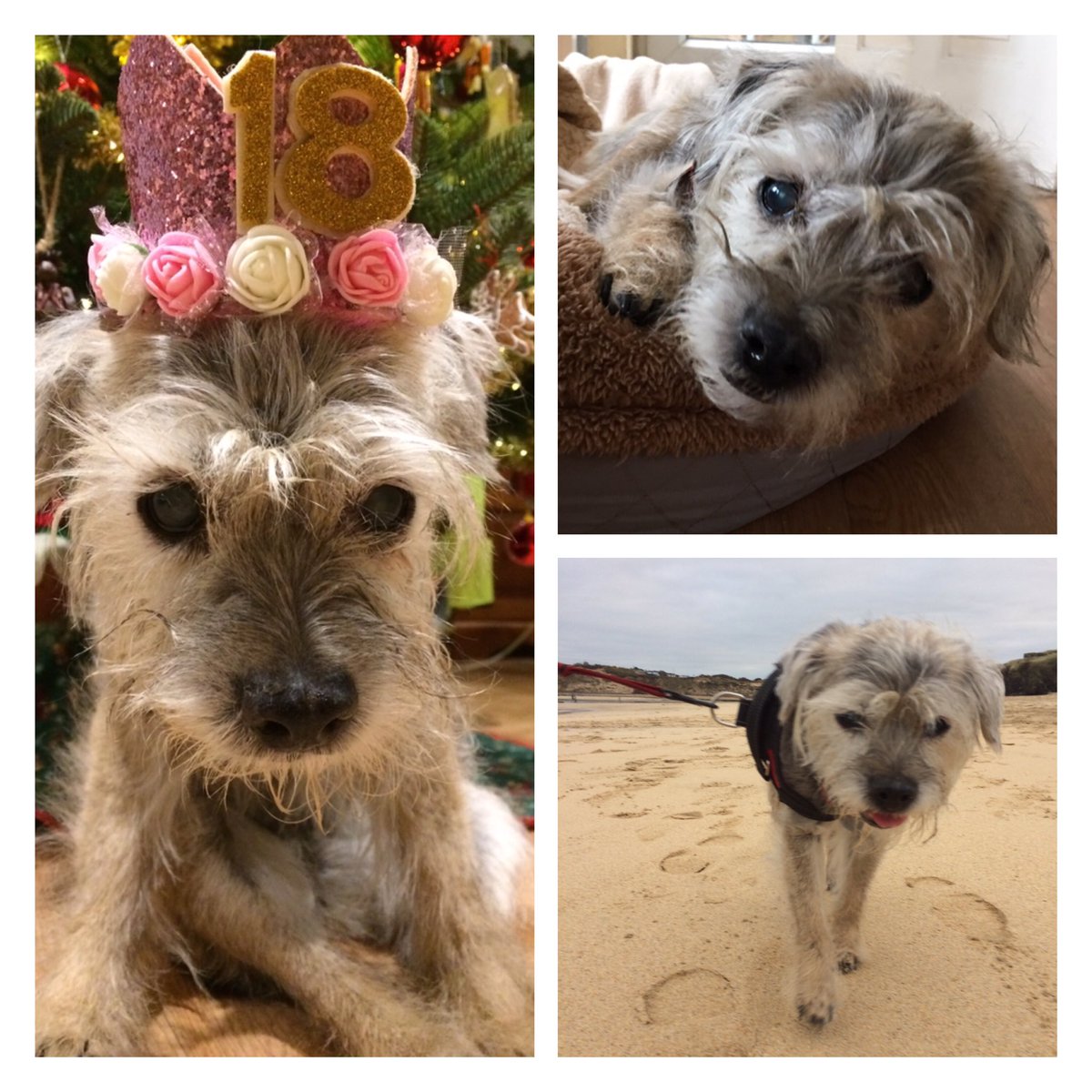 Sadly ‘Dame’ Hovis passed away on Monday at the grand age of 18 years &amp; 19 days. What a life she had, mostly shared by her side-kick Bean who was waiting for her at the Rainbow Bridge. Run free little ones and thank you for all the love you gave us, we miss you! #BTposse #BTPNYH